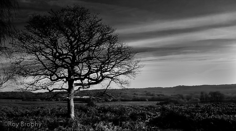 Landscape-011 - Landscape