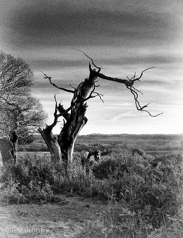 Landscape-010 - Landscape