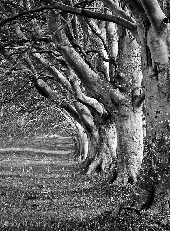 Landscape-036 - Landscape