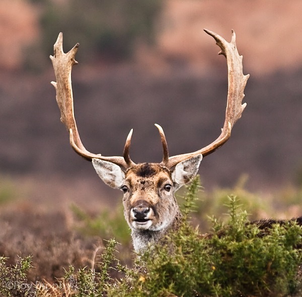 Animals-006 - Animals
