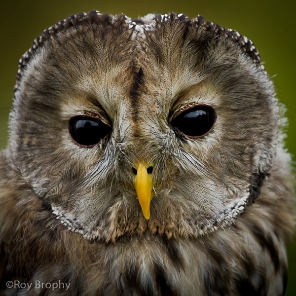 Animals-014 - Animals