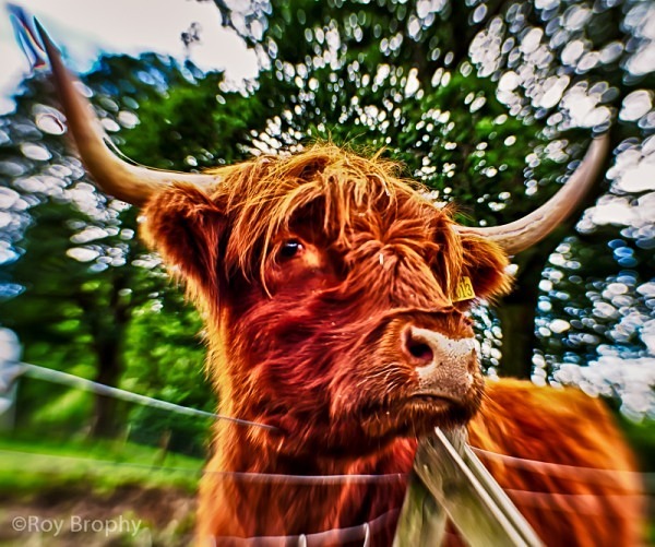 Animals-026 - Animals