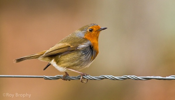 Animals-009 - Animals