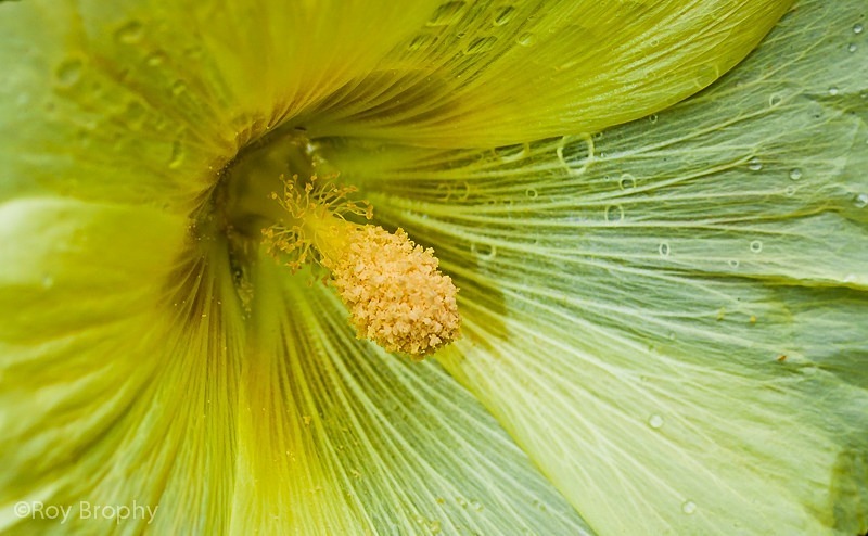 Flora-001 - Flora