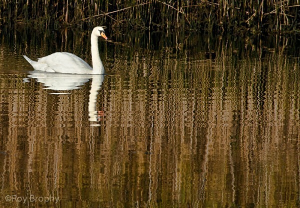 Animals-004 - Animals