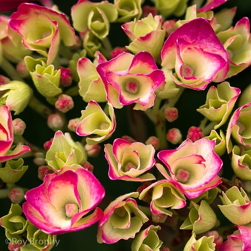 Flora-011 - Flora