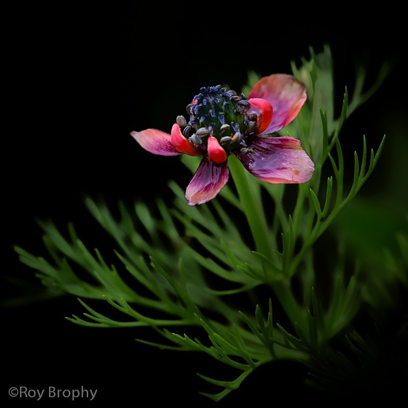 Flora-013 - Flora