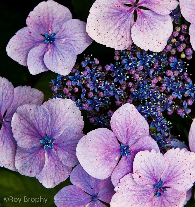 Flora-003 - Flora