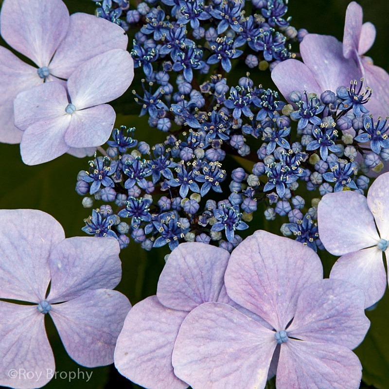 Flora-002 - Flora