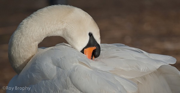 Animals-008 - Animals