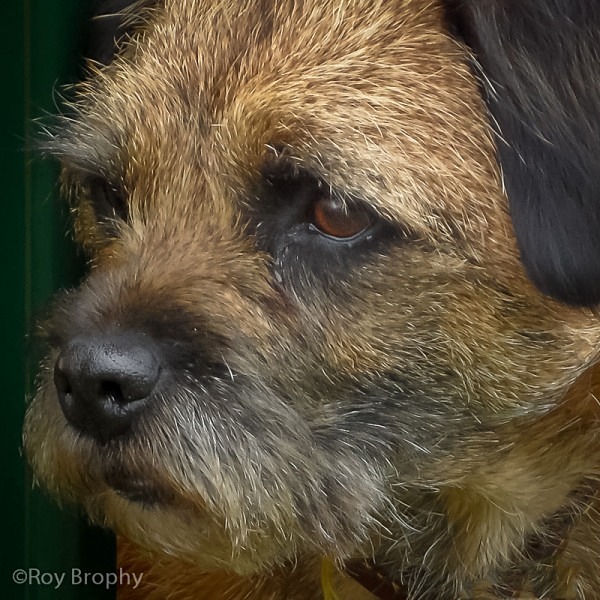 Animals-023 - Animals