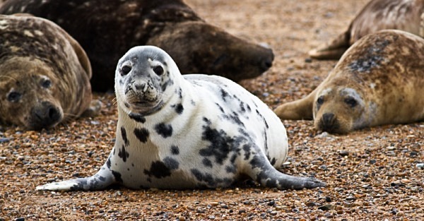 Animals-019 - Animals