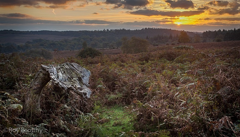 Landscape-048 - Landscape