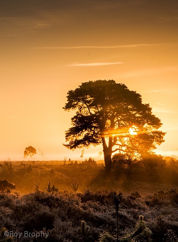 Landscape-014 - Landscape