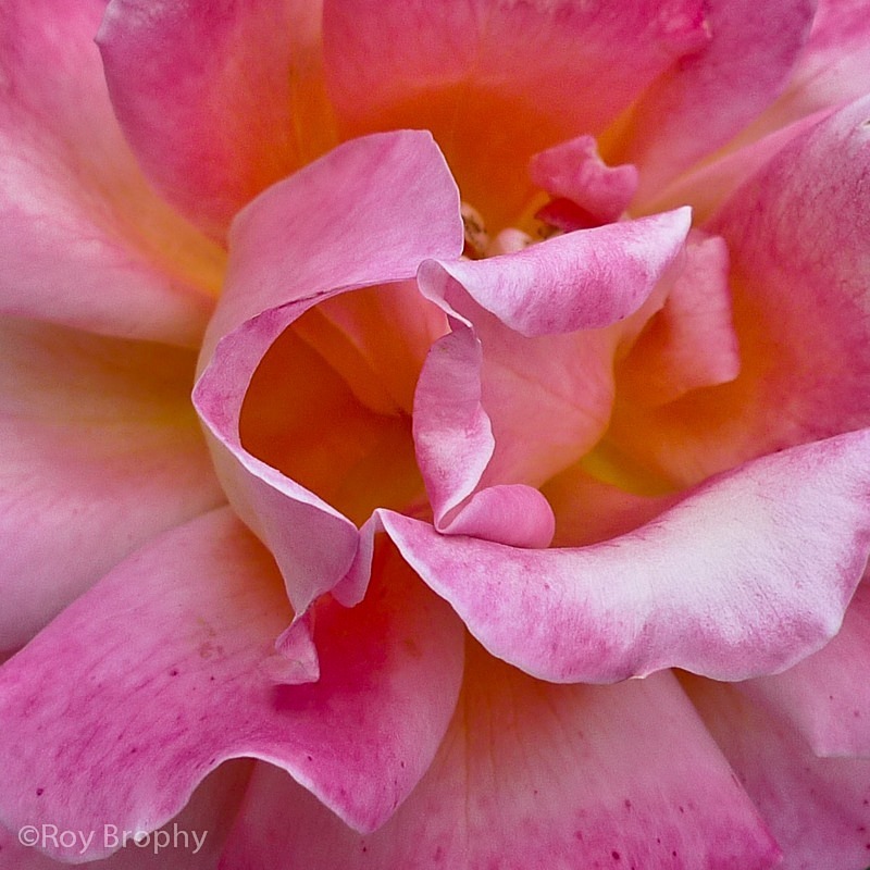 Flora-006 - Flora