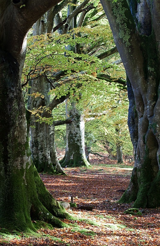 Landscape-053 - Landscape