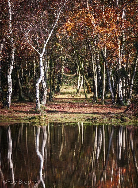 Landscape-051 - Landscape