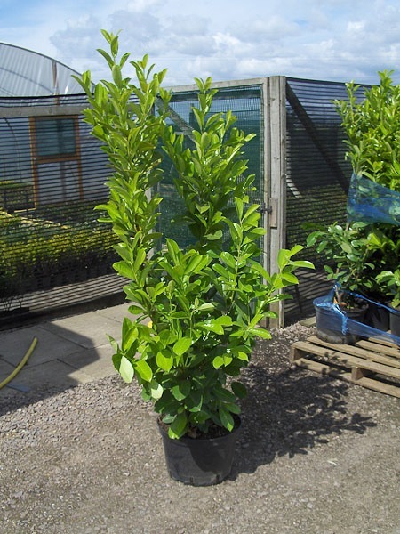 Container grown laurel - Nursery