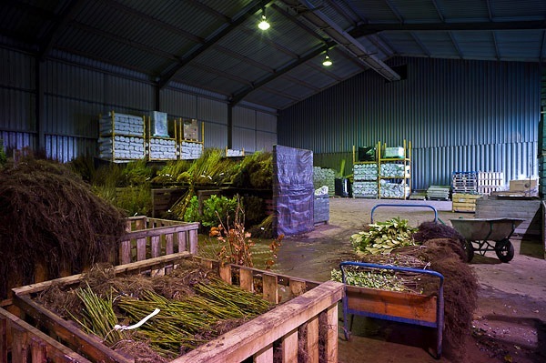 Distribution - Nursery