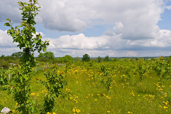 Young trees growing in the National Forest - Nursery