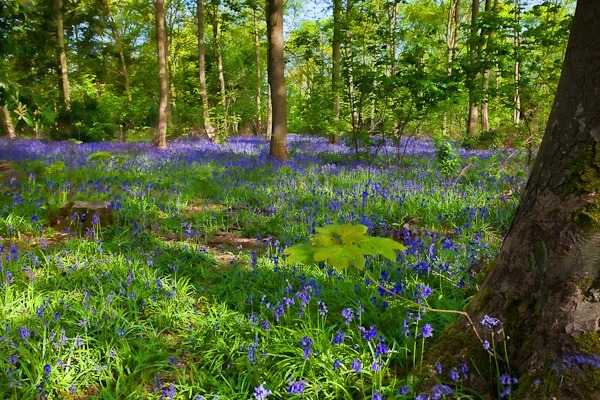 Established woodland - Nursery