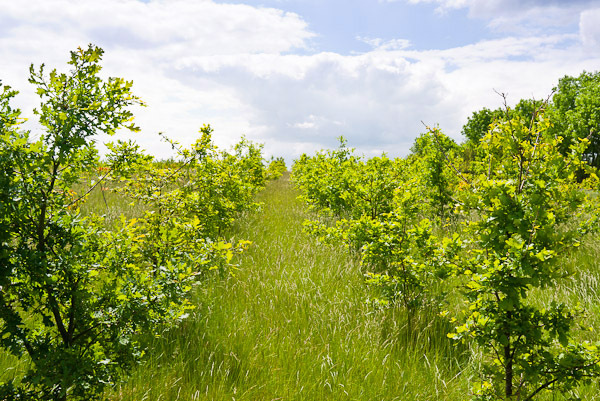 Young trees growing in the National Forest - Nursery