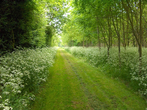 Woodland planting - Nursery