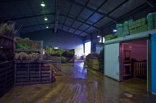 Coldroom and warehouse - Nursery