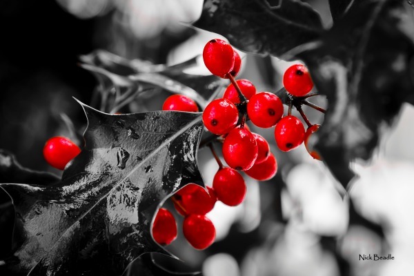 Holly Berries - Red