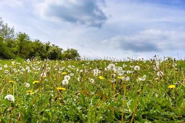 Field of Dandelions - Landscapes