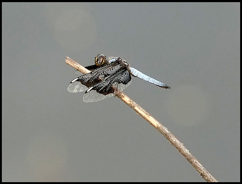 -0029 - dragonflies