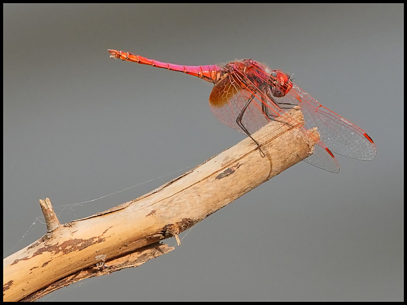 -008 - dragonflies