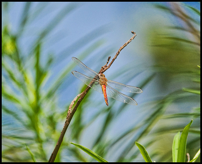 -0020 - dragonflies