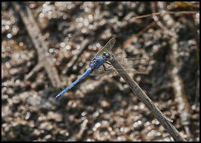 -0047 - dragonflies