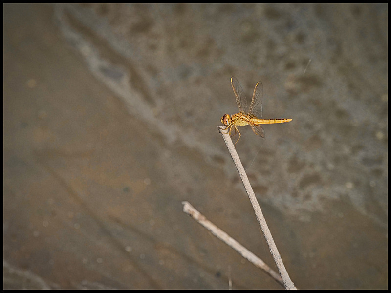 -0041 - dragonflies