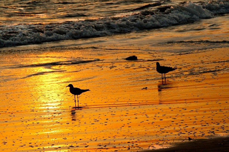  - Birds of the Gambia