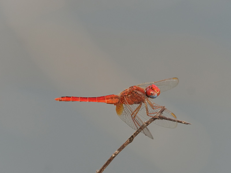 P1045858 - dragonflies