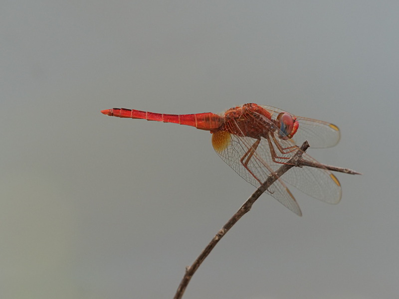 P1045923 - dragonflies