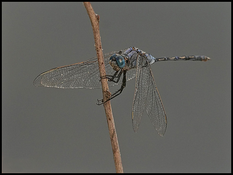 -0017 - dragonflies