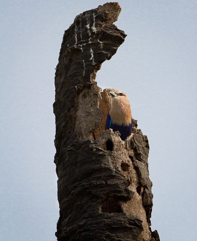  - Birds of the Gambia