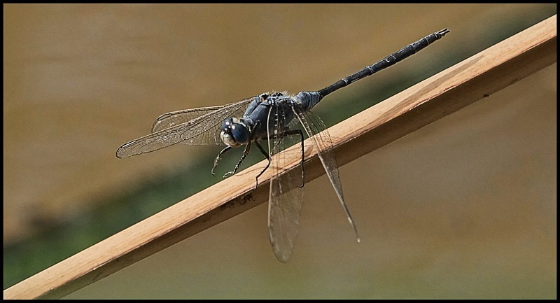-0066 - dragonflies
