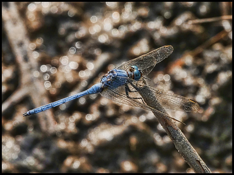 -0046 - dragonflies