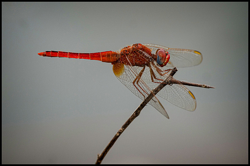 -0014 - dragonflies