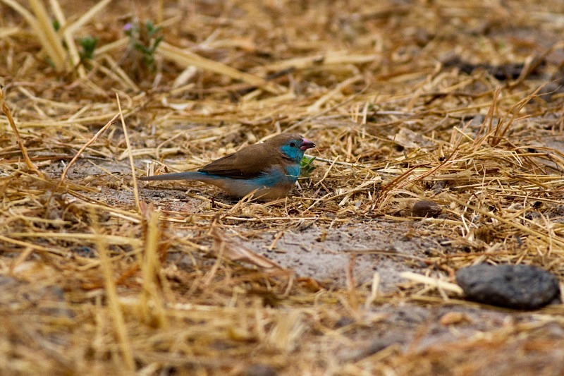  - Birds of the Gambia