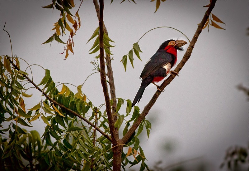  - Birds of the Gambia
