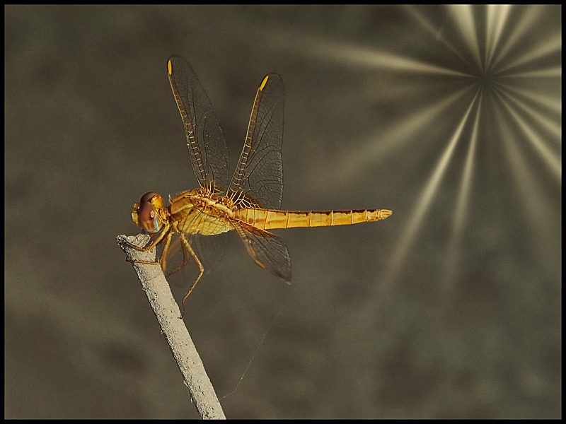 -0040 - dragonflies