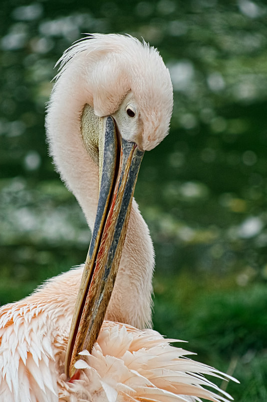  - Birds of the Gambia