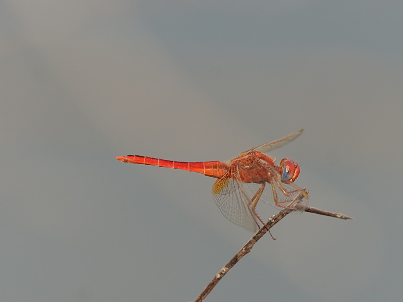 P1045848 - dragonflies