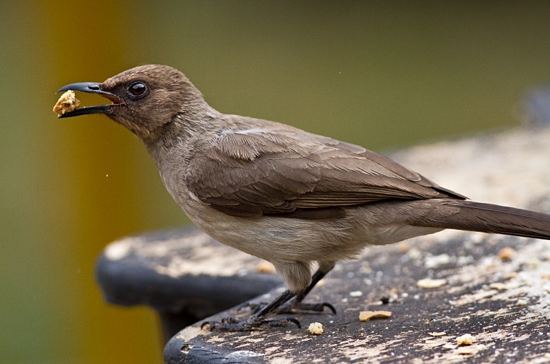  - Birds of the Gambia