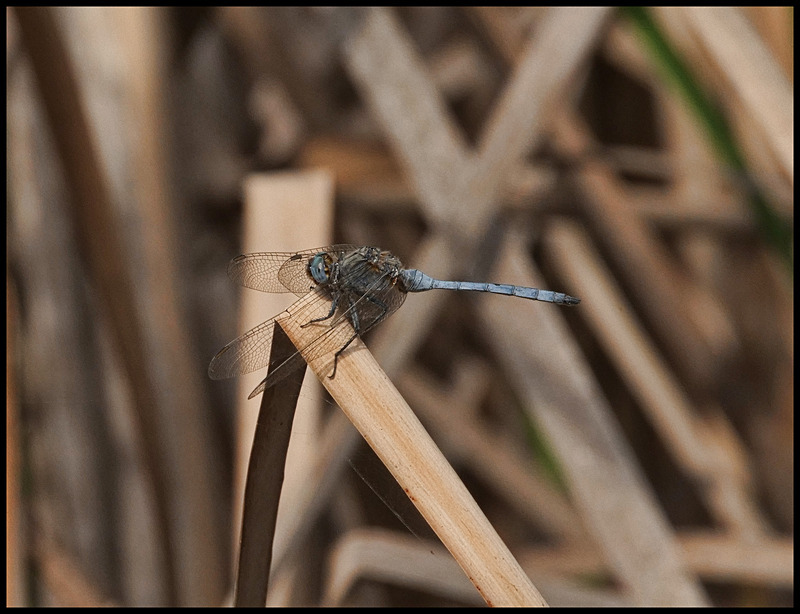-0053 - dragonflies